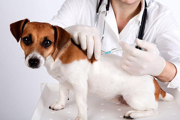 Vaksinasjoner for hunder