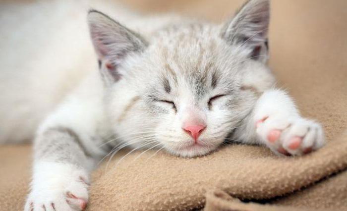 hvor mange timer om dagen sover katter