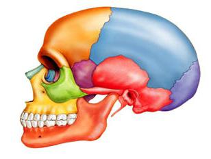 menneskelig kranium anatomi